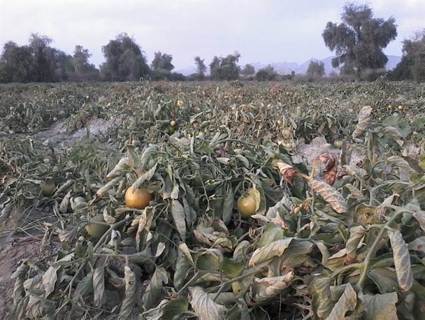 برداشت 1500 تن گوجه فرنگی از مزارع کشاورزی سیریک