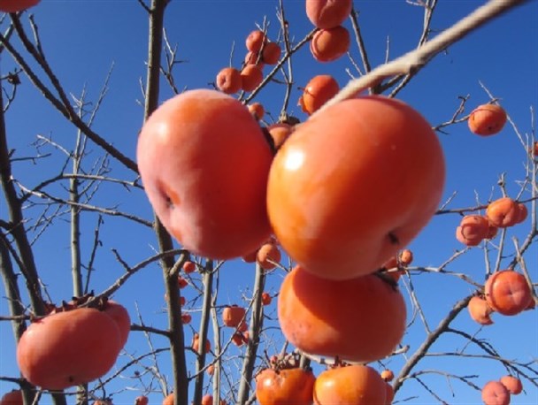 تصاویر زیبا از باغ خرمالو در علیخان کندی بیله سوار