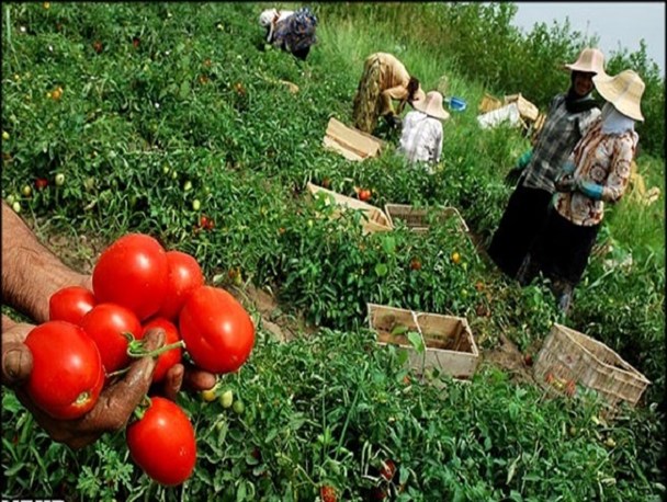 دخالت دولت در خرید تضمینی محصولات کشاورزی باعث نابودی تجارت این عرصه می شود
