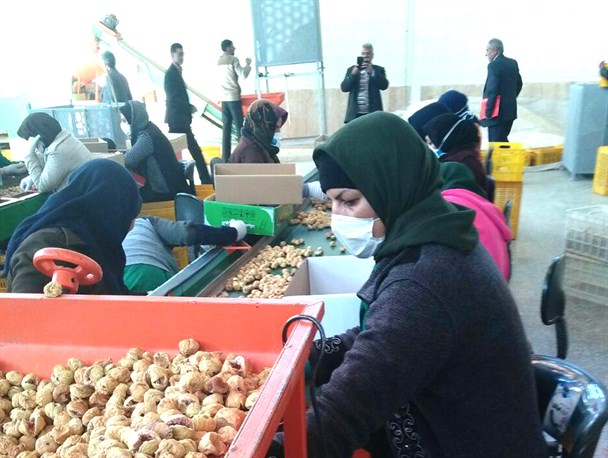 اعضای تعاونی انجیرکاران نی ریز، ازکارخانجات فراوری انجیر استهبان بازدید کردند