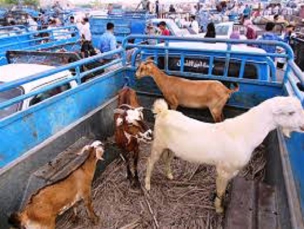 میدان عرضه دام زنده در رودبارجنوب ساماندهی شد+عکس