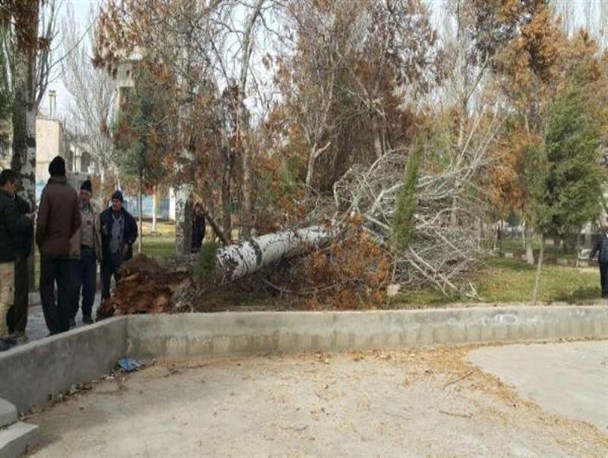 اینجا، ابر و باد و خاک همگی در کارند/ تندباد، درخت کهنسال را در میاندوآب شکست + تصاویر
