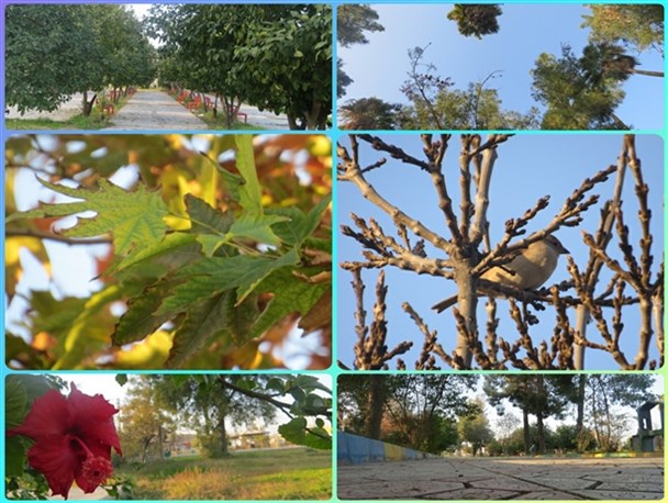 طبیعت پارک جنگلی دهدشت در اولین روزهای زمستان + تصاویر