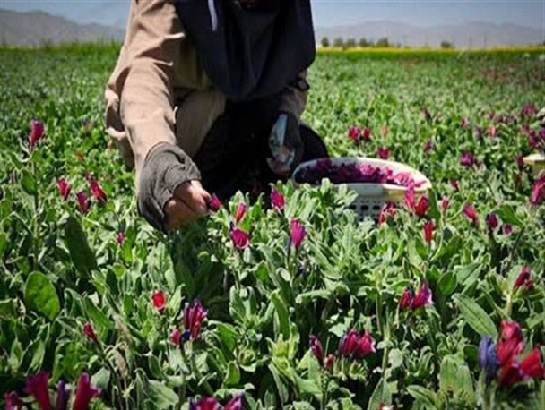 ۴۰۰ گونه گیاه دارویی؛ ارمغان اقلیم چهارفصل جنوب شرق کشور/ سود دلالی راه‌یابی محصولات ایرانی به بازارهای جهانی را مشکل کرده است