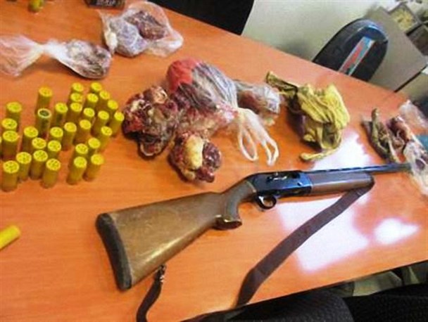 عوامل شکار غیرمجاز پنج رأس قوچ و میش وحشی دستگیر شدند