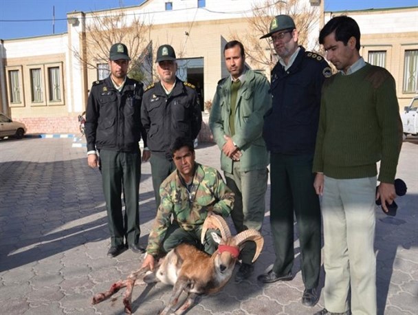 نجات سه رأس قوچ و میش وحشی توسط پلیس کاشمر