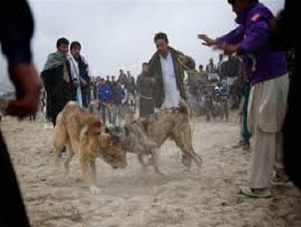جنگ سگ ها این بار در زنجان/ شاخ و شونه کشیدن محیط زیست زنجان به برگزار کنندگان مبارزه سگ ها