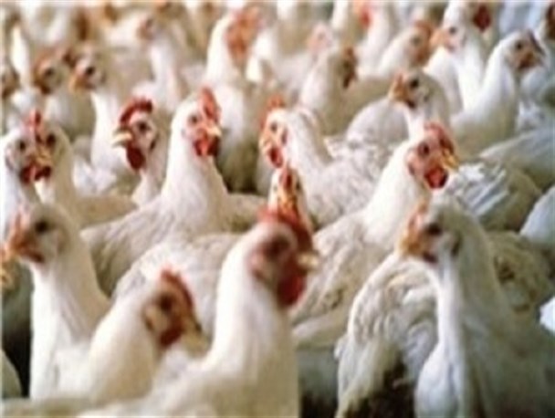 تکذیب خبر روئیت موردی از بیماری آنفولانزای پرندگان در سبزوار