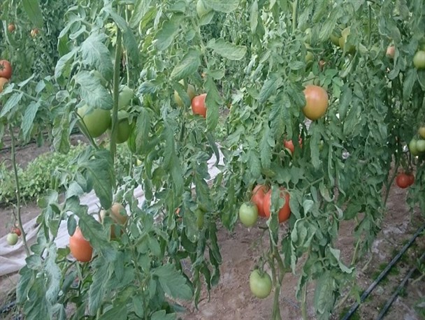 تولید سالانه ۷۰ تن محصولات گلخانه ای توسط بانوی خوش‌فکر بسیجی