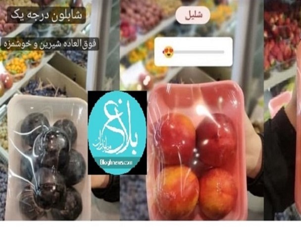قیمت‌های نجومی شلیل و زردآلو در یک هایپر میوه ساری/ ناقابل کیلویی ۳۵۰ هزار تومان!