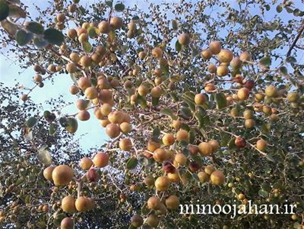 تصاویری زیبا از میوه “کنار” در منوجان