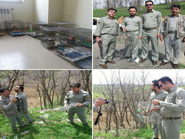 رهاسازی ۱۰ بال سهره جنگلی در سردشت