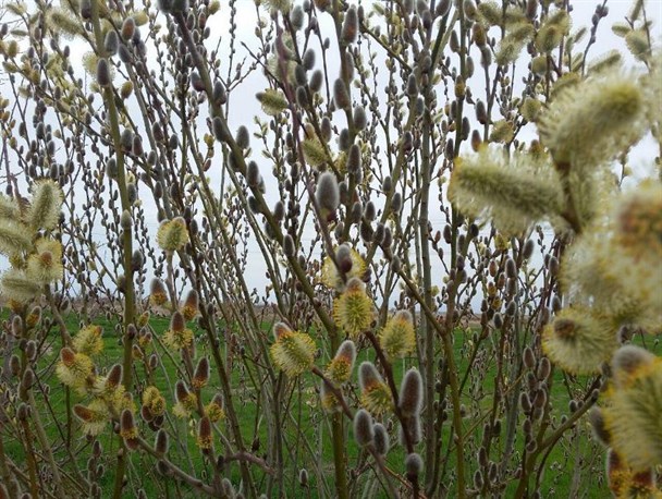 برداشت گل بیدمشک در روستای پورناک پلدشت آغاز شد+تصاویر