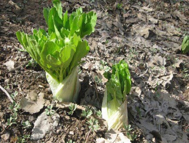 "کلوس"؛ گیاهی از دل سرما با طبعی گرم و خواص درمانی معجزه‌آسا