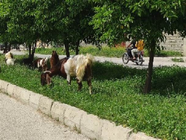 جولان احشام در خیابان‌های دهدشت/ شهری که همچنان روستاست!+تصاویر