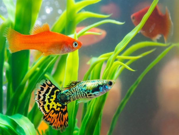 البرز صادرکننده ماهی‌های زینتی؛ از گرجستان و سوریه تا ترکیه و عراق/ سهم ۱۴.۵ میلیون قطعه‌ای استان از تولید ماهی در کشور