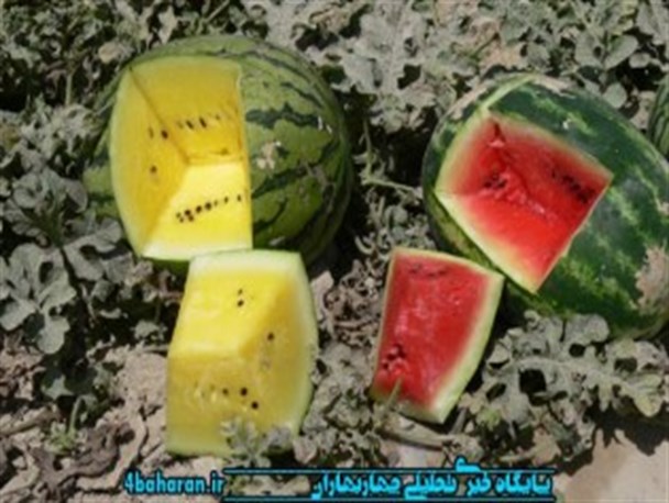 برداشت هندوانه خارج از فصل در چابهار