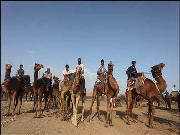خوروبیابانک میزبان مسابقات شتر سواری