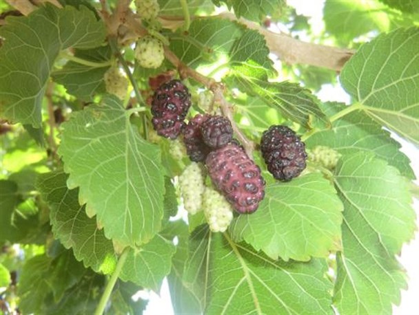 مروراریدی ضد سرطان در طبیعت زیبای میرجاوه