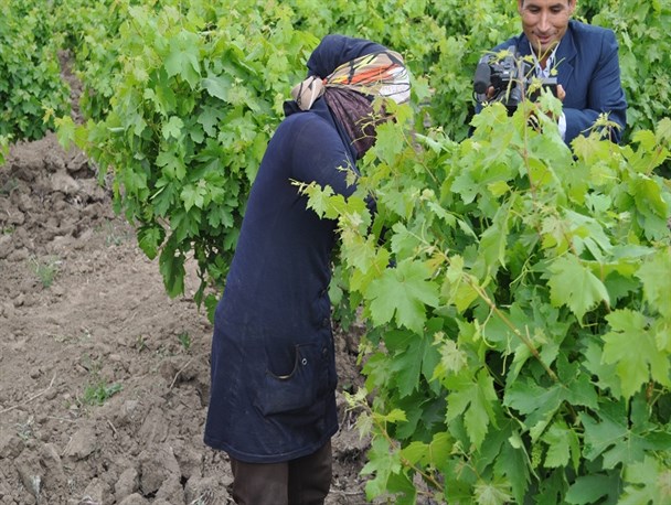 آغاز برداشت برگ انگور از تاکستان های سبز خلیل آباد