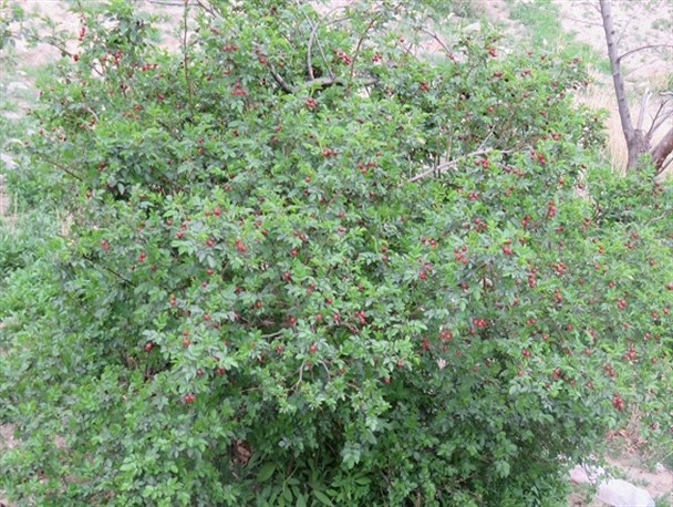بهار در روستای "سرخنگ " شهرستان مرزی درمیان