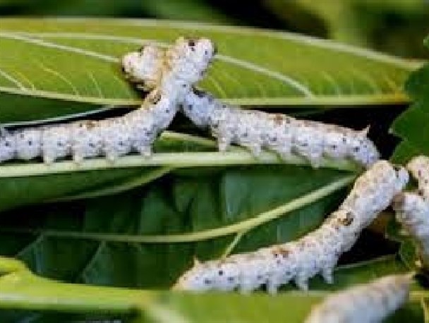 توزیع بیش از 550 جعبه تخم نوغان در گالیکش