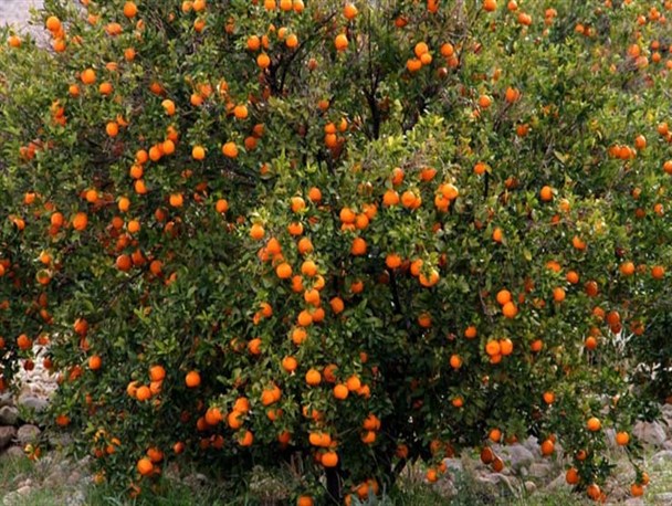 استقبال کم باغداران هرمزگانی از تسهیلات نوسازی باغات