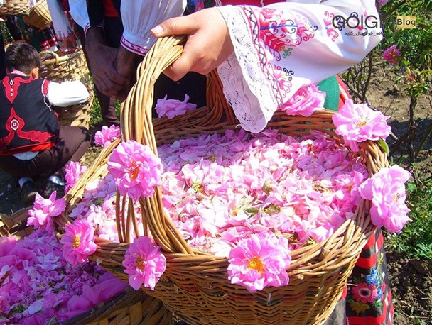 جشنواره گل‌محمدی و گلاب در خمین برگزار می‌شود