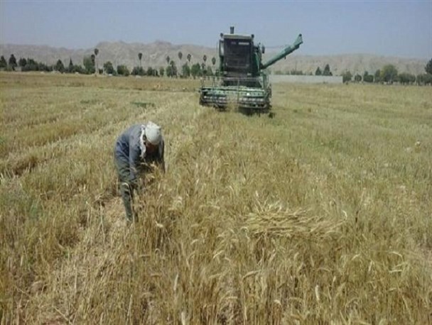 برداشت گندم از مزارع کهگیلویه+ تصاویر