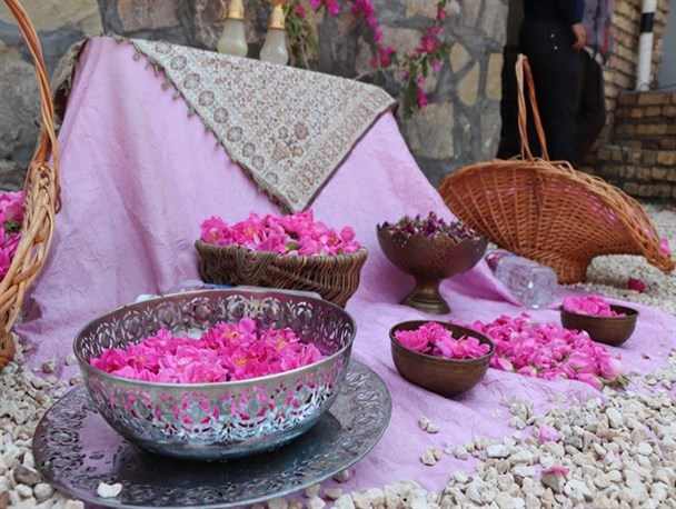 برگزاری جشنواره سنتی گلاب‌گیری در نراق+تصاویر