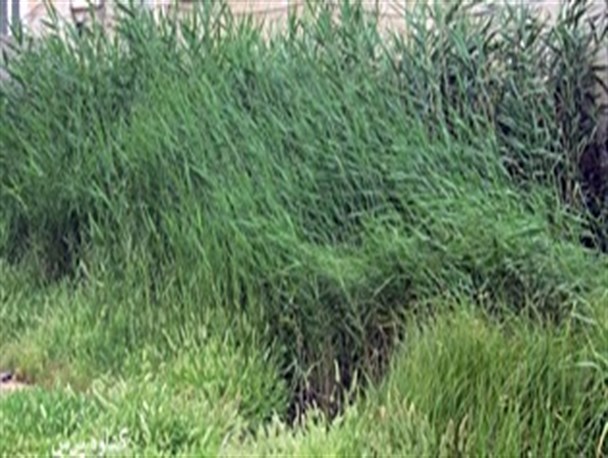 از بین بردن نیزارهای سطح شهر گناوه + عکس