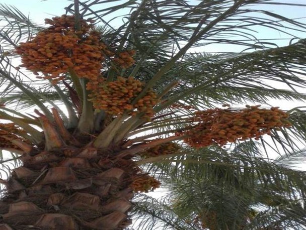 جلوه هایی زیبا از نخلهای به بار نشسته پارک سیزده آبان دیلم/ تصاویر