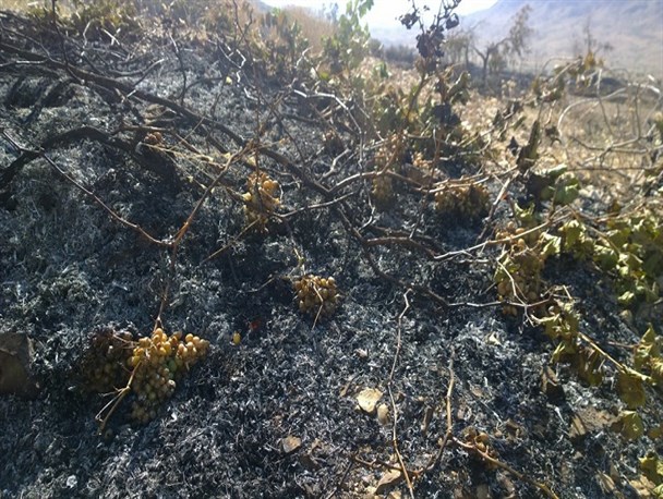 بیش از 500میلیون تومان خسارت آتش سوزی باغات اورگانیک روستای گیس حاجی آباد