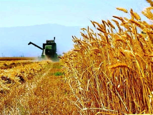 گم شدن کلید پرداخت وجه خرید تضمینی گندم کشاورزان دیواندره ای