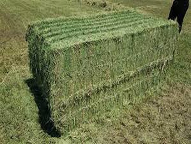 خشکسالی تولید علوفه کشور را ۴.۵ میلیون تن کاهش داد/ سه میلیارد و ۲۵۰ میلیون دلار ارز برای واردات نهاده تامین شد