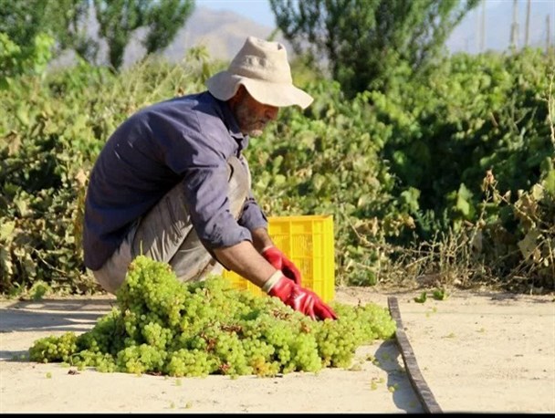 لزوم توجه به صنایع تبدلی انگور در سفر رئیس‌جمهور به همدان