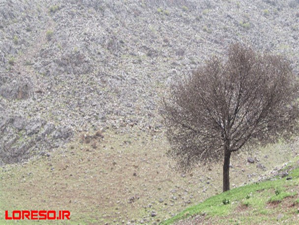 جلوه هایی زیبا از طبیعت شهرستان سلسله+تصاویر