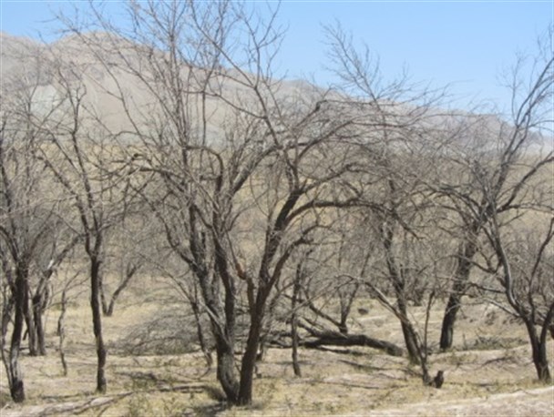 زخم خشکسالی بر تن باغات روستای کهلو تفرش/ مردم تشنه روستا منتظر تامین اعتبار