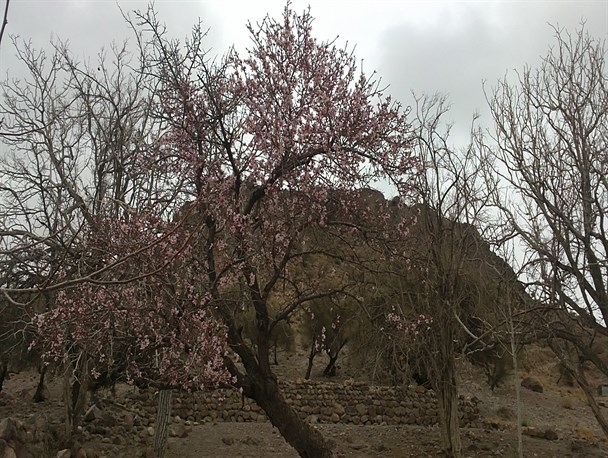 خسارت میلیاردی «سرمازدگی» به درختان بادام در نی‌ریز