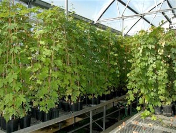 ایران جز معدود کشورهای صادرکننده نهال استاندارد است