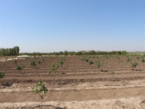 کاشت درخت پسته برای نخستین بار در میاندوآب