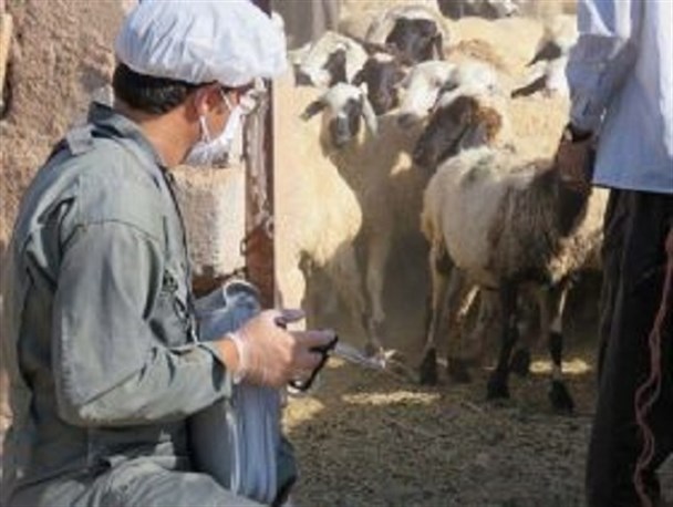 عدم کنترل تب مالت بهداشت عمومی و اقتصاد ملی را تهدید می کند