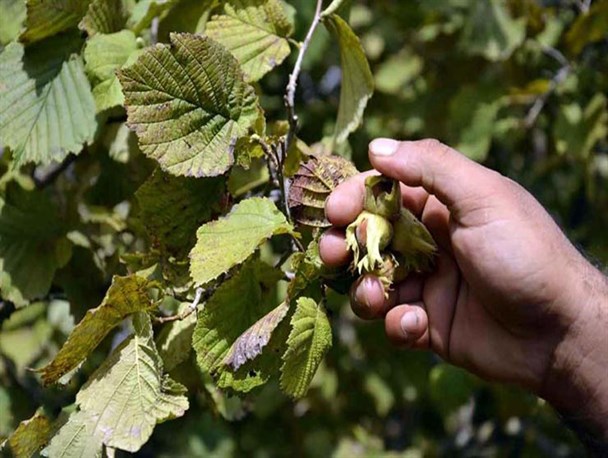 برداشت فندق از ۳ هزار هکتار باغات قزوین آغاز شد