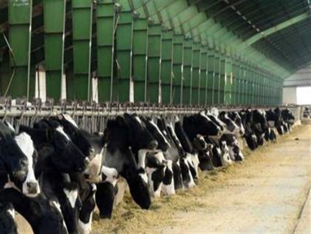 حذف یارانه نهاده های دامی علت گرانی سبوس گندم است