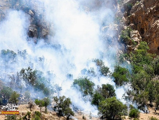 خامی آرام گرفت/ بلوط هایی که یک به یک خاکستر شدند+تصاویر