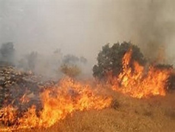جنگل های سیروان طعمه حریق شد