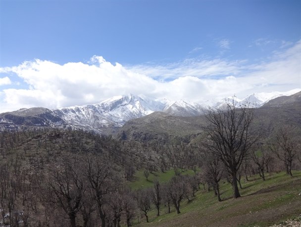 مرثیه ای بر جنگل های بلوط