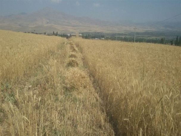 برداشت سنتی گندم + تصاویر