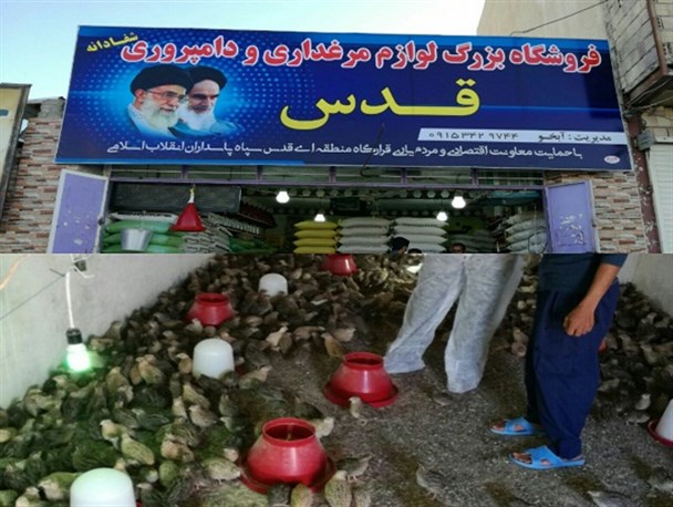 توزیع جوجه یک روزه بلدرچین در زابل