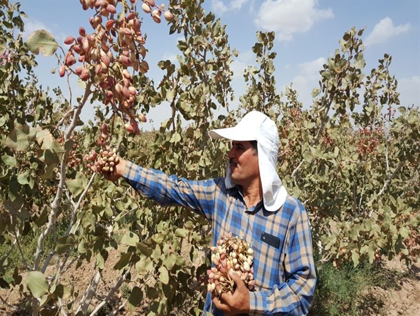 برداشت بیش از 4 هزار تن پسته خشک در خلیل‌آباد/ کاهش چشمگیر مصرف سم در باغات پسته